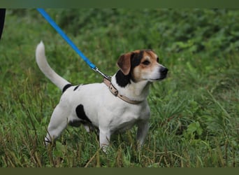 Bub 66J - Wer geht mit mir Spazieren und lehrt mich das Hunde Einmaleins
