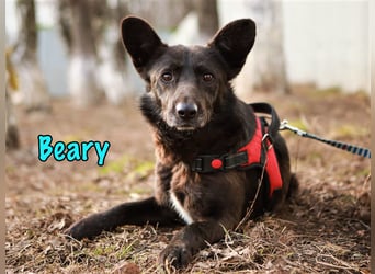 Beary geb. 01/2020 - sanfter und ruhiger kleiner Schatz sucht ruhiges Zuhause!