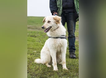 Milton SI - Vom Kettenhund zum treuen Gefährten