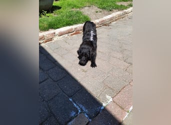 Neila sucht ihr Zuhause