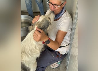 Davide: Sanftmut auf 4 Pfoten