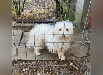 Daisy **Reserviert***