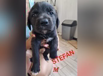 Stefan, Bub, 2 ¾  Jahre, mittelgroß, sozial, verspielt, menschenbezogen