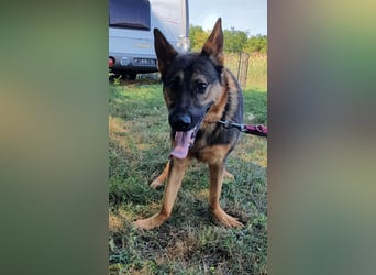 Bonzo sucht sein Zuhause im glück