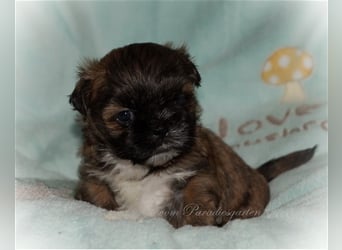 Shih Tzu Welpen