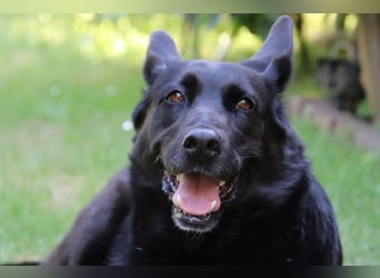 Hündin Elsa sucht ein Zuhause
