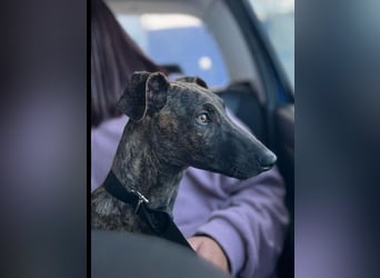 ❤️FIONA❤️