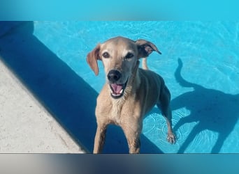LOGAN-liebevoler,  freundlicher, menschenbezogener, traumhafter Familienhund sucht schönes  Zuhause