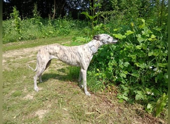 Espania(CR) hübsches Galgo Mädchen sucht seine Familie
