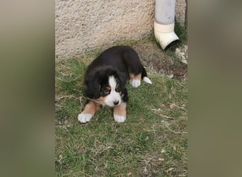 Berner Sennen Welpen