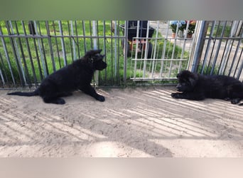 Altdeutsche Schäferhund Welpen