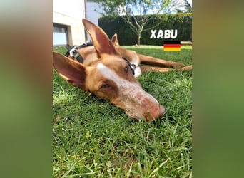 Xenon,geb.08/23,lieber Podenco sucht seine Familie,bereits auf Pflegestelle in Deutschland