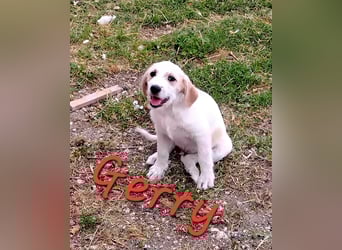 Jerry sucht sein Zuhause