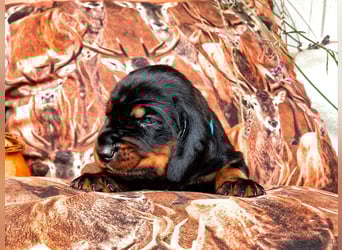 Black and Tan Coonhound Welpen