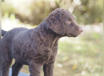 Curly Coated Retriever – braune Rüden (8 Wochen) aus dem Zwinger Cornrow