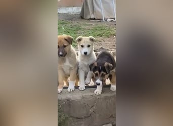 ✨Neugieriges Welpenmädchen Hermine
