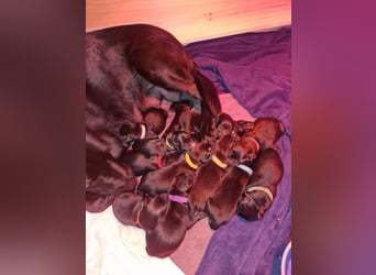 Labrador Schäferhund Mischlings Welpen