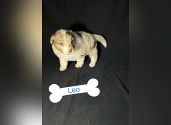 8 Australian Sheperd Welpen