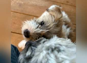 Zuckersüße Kuschelmaus sucht besonders tolles Zuhause – wartet in PLZ 57635