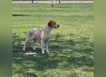 DUNA ❤️ liebevolle Pointer Mix Dame, Pflegefamilie Immenhausen