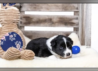 Zuckersüße kleine  Australian Shepherd Babys