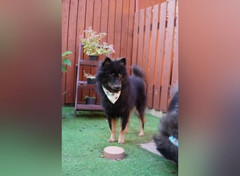Theo SR – Schlauer Wirbelwind mit treuem Blick sucht aktives Zuhause