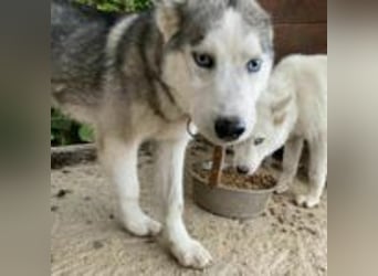 Lobo - traumhafter Charakter