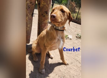 Courbet 11/2022 (ESP) - verspielter, hübscher Jagdhund-Mix Junghund!
