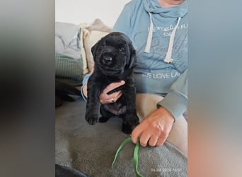 Welpe weiblich grünes Halsband
