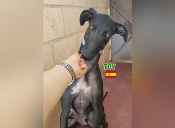 Toy,geb.04/24,fröhlicher Galgo sucht seine Familie