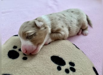Red Merle Hündin, Australian Shepherd