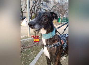 Filipo,geb.06/22,entspannter,unkomplizierter Galgo sucht seine Familie