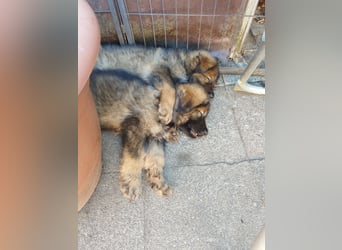 Typvolle Altdeutsche Schäferhund Welpen