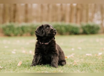 Wunderschöner Golden Retriever - Labrador Mix Welpe