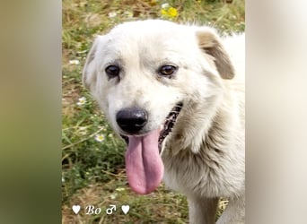 Kokonimix Bo und Benji suchen ab sofort ein Zuhause