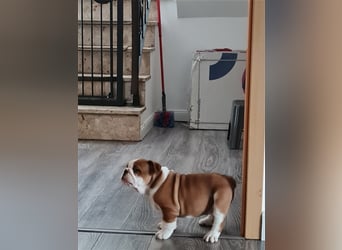 Englische Bulldogge