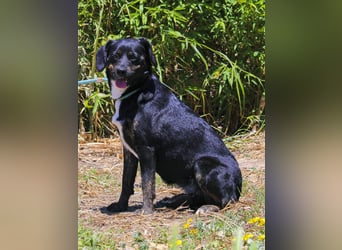 Joia, Mix Labrador / Appenzeller Sennenhund, lieb und sozial