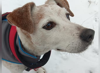 Momo ein toller Jack Russel Mix