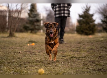 Freddy – Verspielter Entdecker sucht dich
