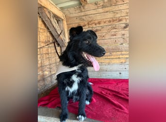 Janko, Schnauzer-Mix, Rüde, geb. am 17.07.2023, 43 cm, 15 kg