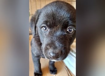 Mily- Kokoni-Mix Mädchen sucht Familie