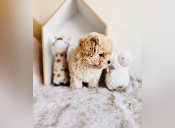 Maltipoo Pudel Malteser