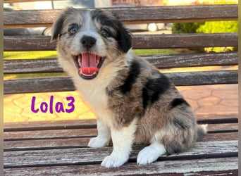 Lola3 geb. 05/2025 (ESP) - clevere Border-Collie-Mix Welpin!