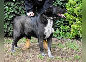Gerald - hat ein gutes Hundeherz