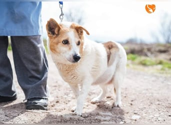 Mila - eine liebevolle Seniorin sucht warmes Körbchen aktuell in 58511 Lüdenscheid