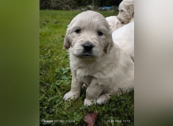 Golden Retriever Welpen