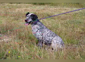 Zauro, Mix Bobtail / Briard / Cattle Dog, lieb und sozial
