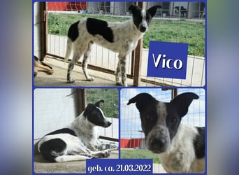 Vico, 3 ähriger Bub, SH ca. kniehoch, neugierig, sozial, interessiert
