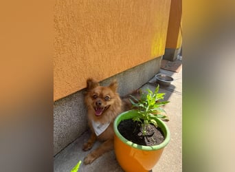 Tobi2 SR – unkomplizierter Sonnenschein sucht neues Glück