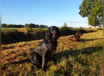 C - Wurf Flat Coated Retriever 2025